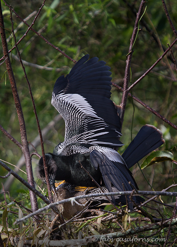 The actual moment of the first mating.