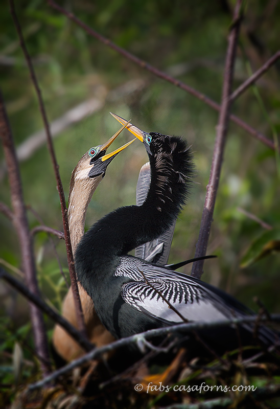The first few kisses, full breeding plumage.