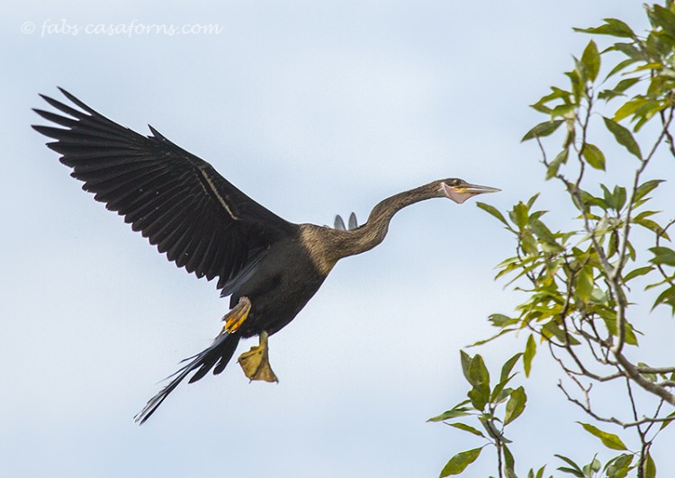 Juvenile female Anhinga ready to throw herself at the tree. They are not the most graceful landers.
