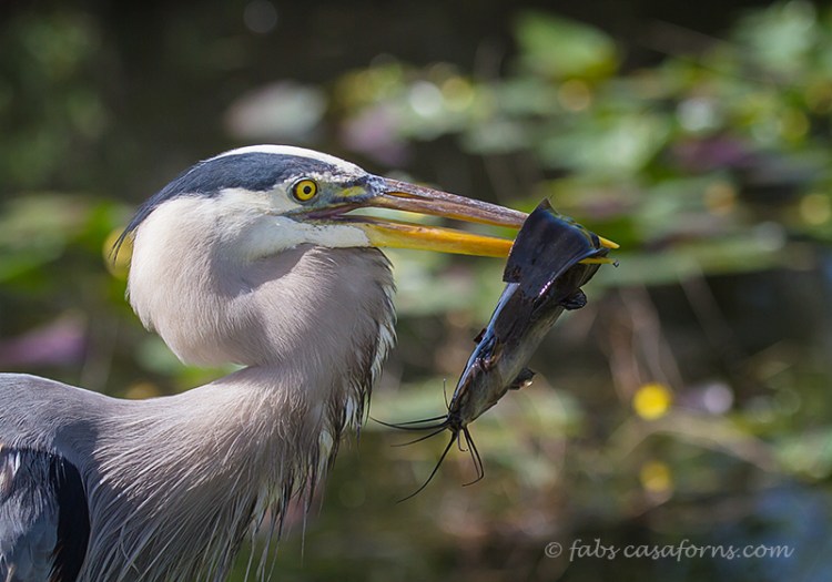 Backlit Great Blue Heron and catfish. We had to run for this one and he never gave us a good light angle.
