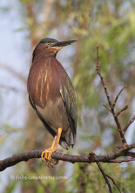 Green Heron enjoying the first rays of sun that morning.
