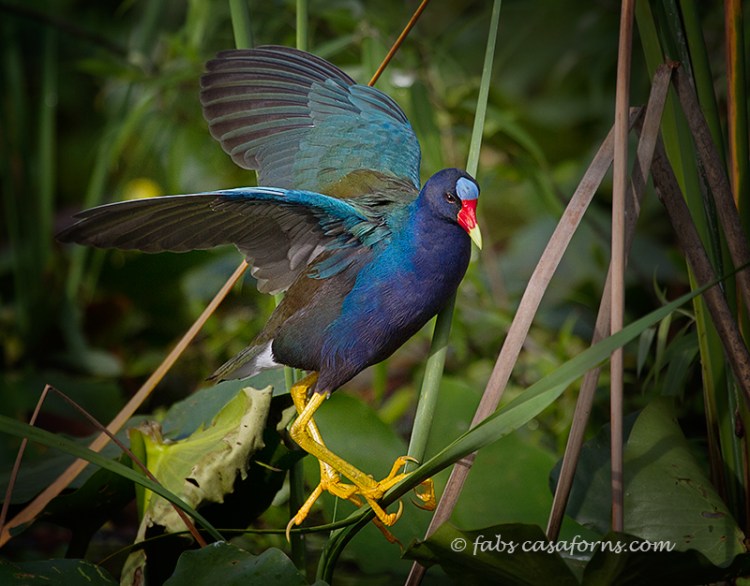 Purple Gallinule showing their ability to walk the reeds.
