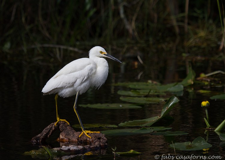 Snowy Egret posing on his Everglades habitat.