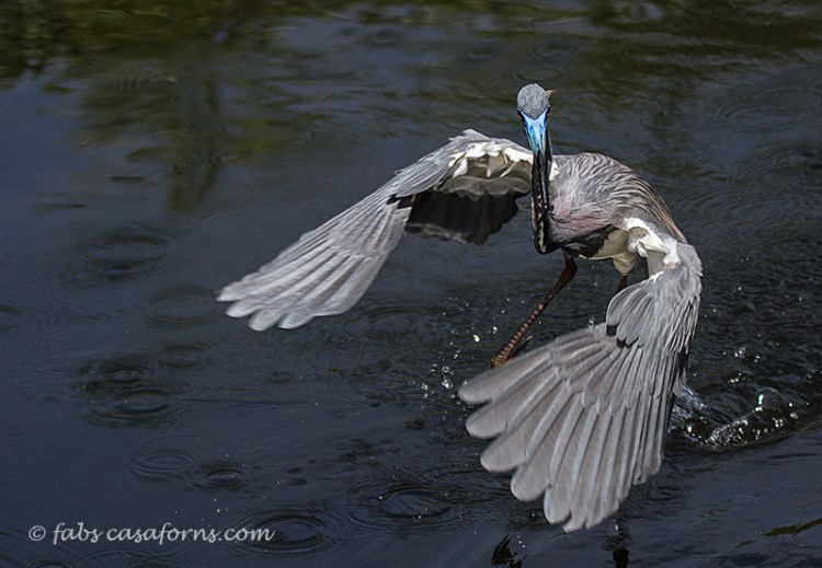 Tricolored Heron getting ready to come in after a round of fishing.