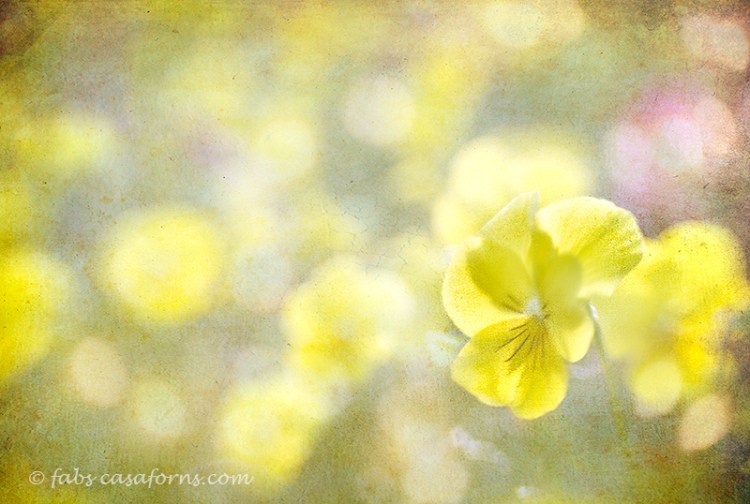 Sony NEX 7 and Lensbaby Sweet 35 with macro converters. Textures added and finished in Radlab.