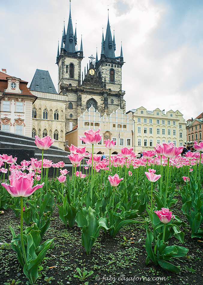 PRGtulipschurchvertical