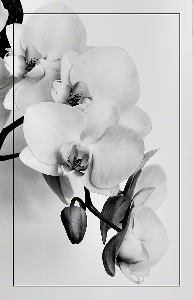 Leica M, 90 macro Elmar, window light