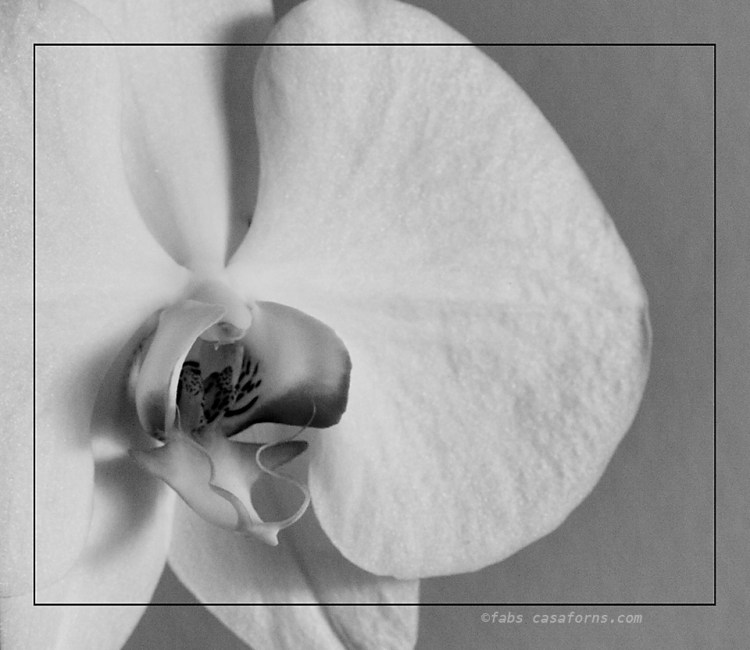 Leica M, 90 Elmar macro, edited in Rad LAb