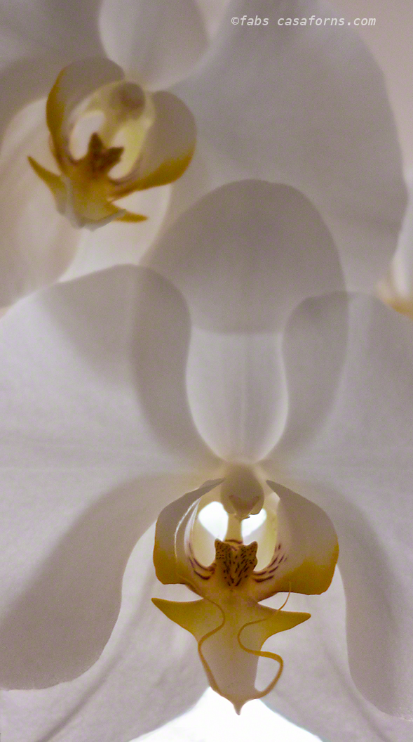 Leica D-Lux 6, hand held, against window light.