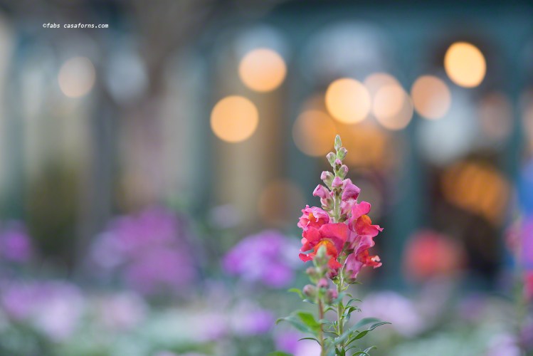 Leica M240, 75mm Cron, French Pavilion, Epcot