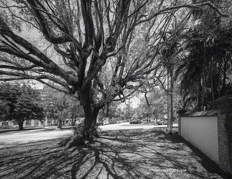 Coral Gables tree. Leica M Monochrome, Voigtlander 12mm