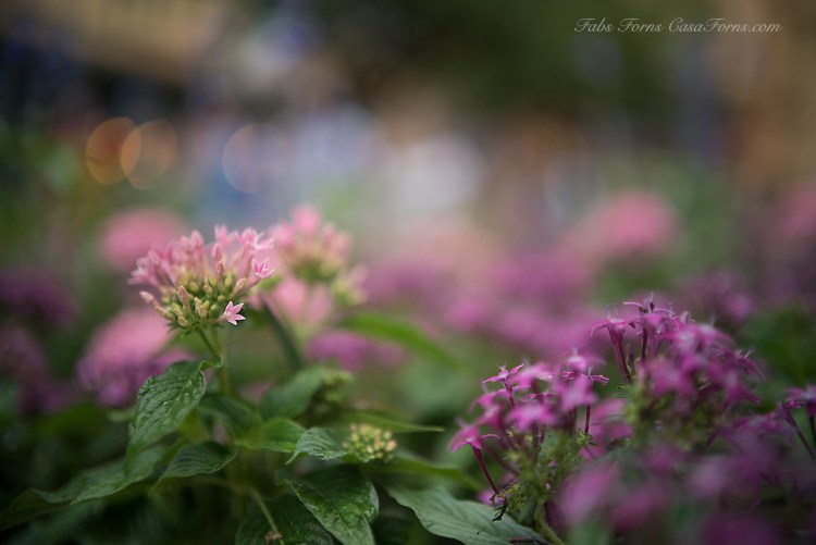 Sony a7s, Leica 35 Lux ASPH, B&W 3X filter f/1.4, 1/800, ISO 100