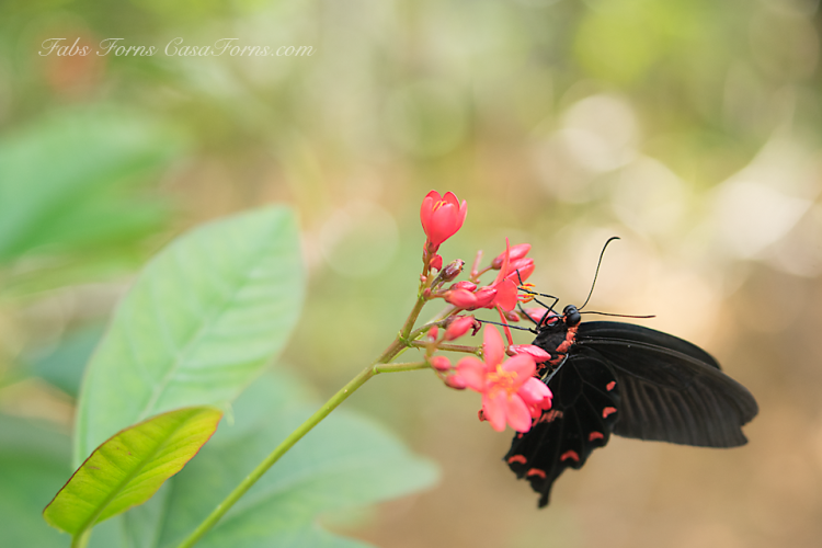 Black Butterfly