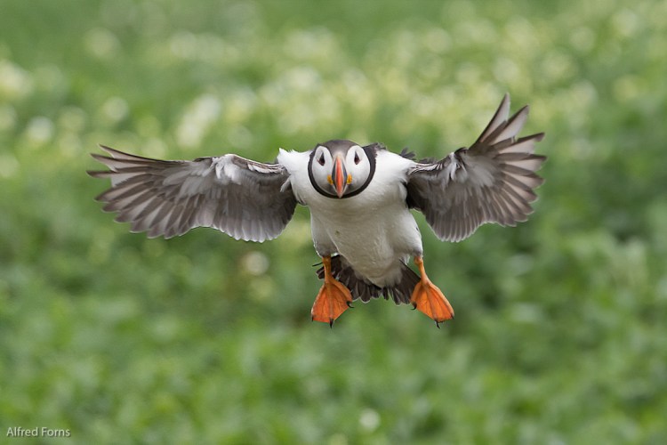 Landing into flowers
