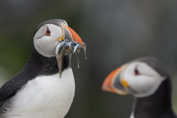 Staple Island Sony A77ii, Sony 70-400G 1/2500 F/5.6 ISO 800 @300mm plus 1.4X built in (mult 1.4X crop factor)