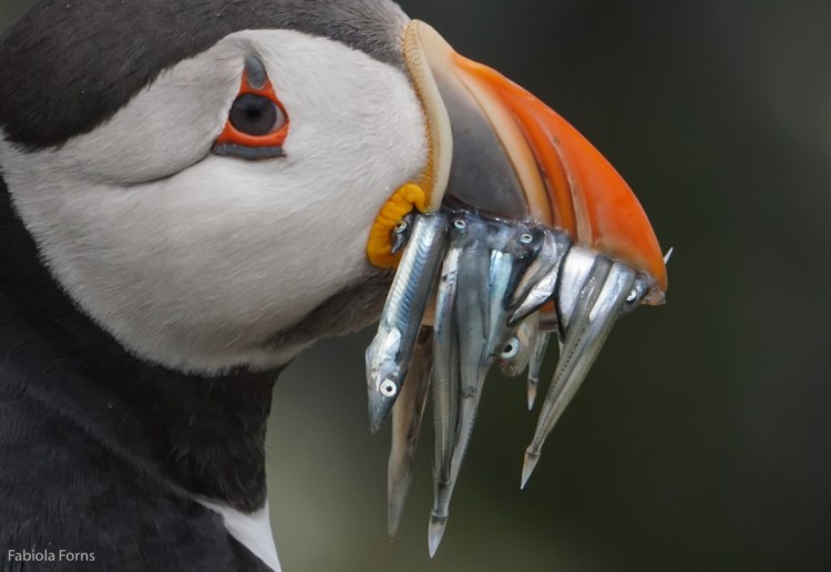 Staple Island close up