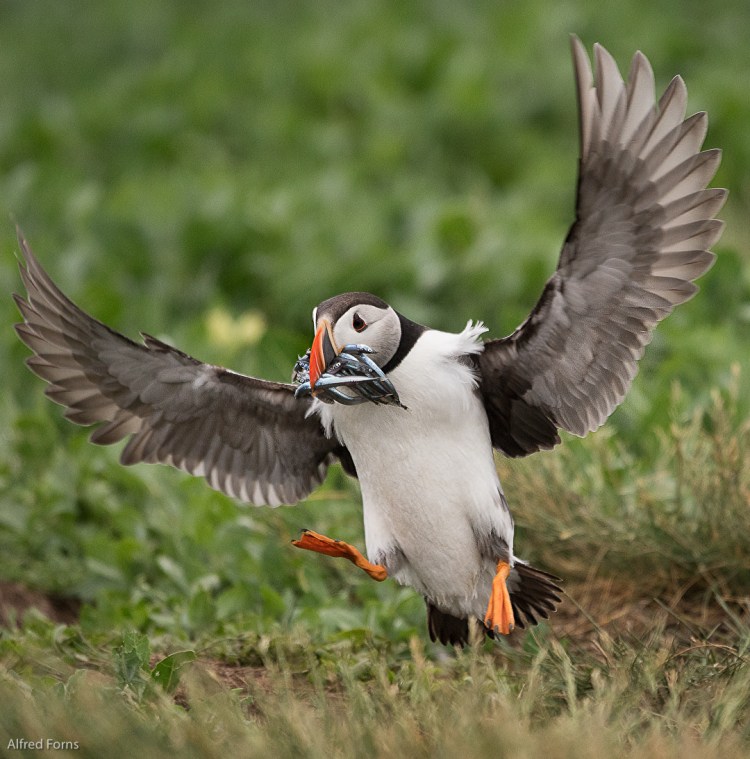 Staple Island Sony A77ii, Sony 70-400 G 1/2000 F/5.6 ISO 1000 @400mm (plus 1.4X crop factor)