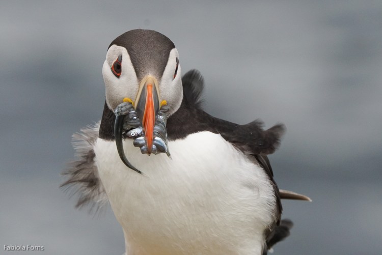 Staple Island 1/640 f/11 ISO 800 @ 400mm plus biult in 1.4X (mult. 1.4x crop factor)