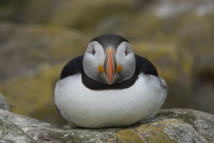 Staple Island Sony A77ii, Sony 70-400G 1/1000 f/10 ISO 800 @400mm (plus 1.4X crop factor0