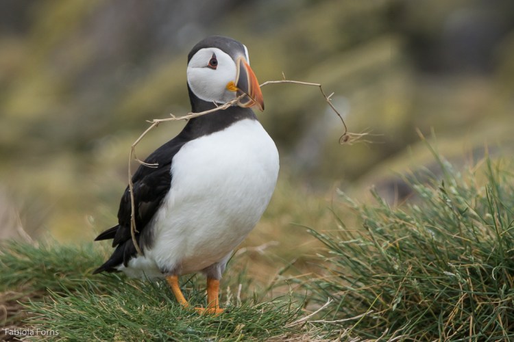 Staple Island Sony A77ii, Sony 70-400G 1/200 f/5.6 ISO 800 @300mm (plus 1.4X crop factor)