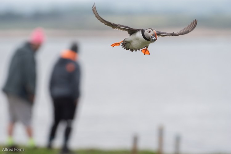 Inner Farne Island Sony A77ii Sony 70-400G 1/2000 F/5.6 ISO 800 @300mm (plus 1.4X crop factor)