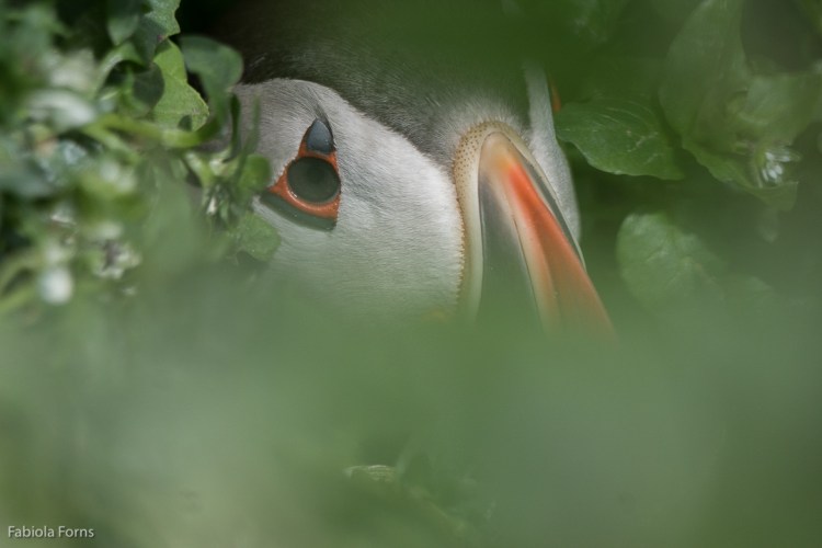 Inner Farne Island Sony A77ii, Sony 70-400G 1/2500 f/5.6 @400mm, manual focus