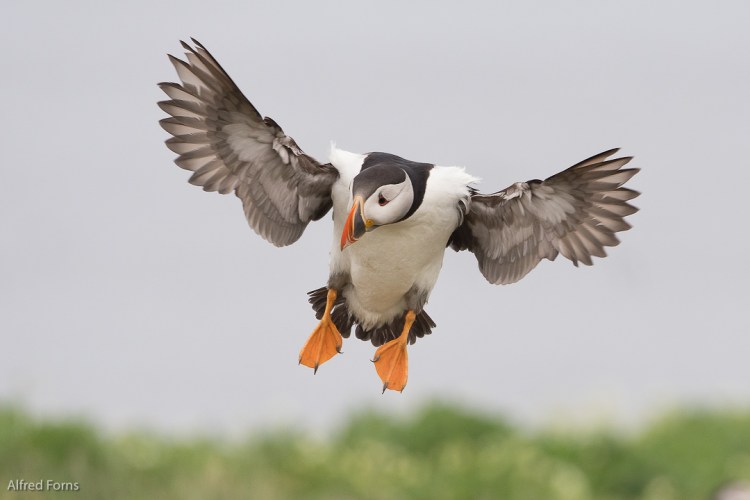 Staple Island Sony A77ii, Sony 70-400G 12500 F/5.6 ISO 1000 @300mm (plus 1.4X crop factor)