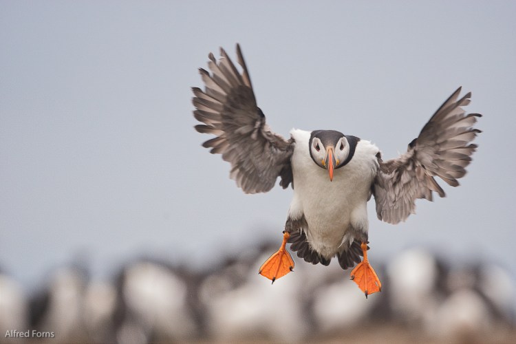 Staple Island Sony A77ii, Sony 70-400G 1/2000 f/5.6 ISO 1600 @ 400mm (plus 1.4X crop factor)