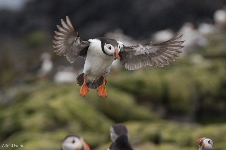 Staple Island Sony A77ii, Sony 70-400G 1/1600 f/5.6 ISO 800 @210mm (plus 1.4X crop factor