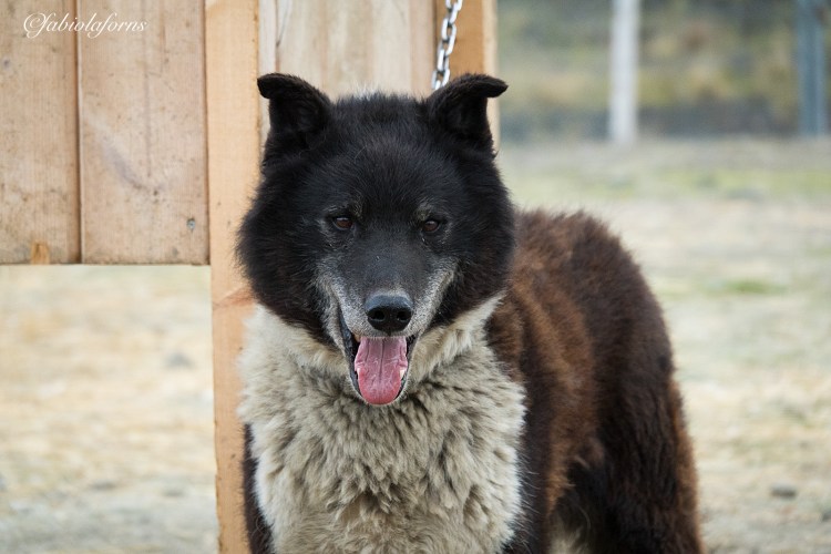Svalbard Husky