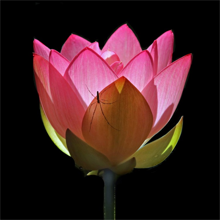 Pollinators and Plants