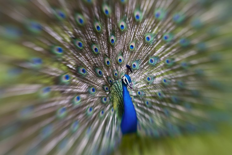 Lensbaby meets peacock